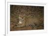 Jaguar Chilling along River-Joe McDonald-Framed Photographic Print