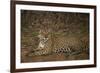 Jaguar Chilling along River-Joe McDonald-Framed Photographic Print