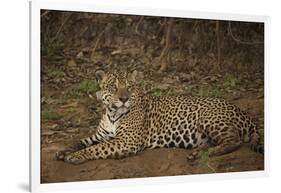 Jaguar Chilling along River-Joe McDonald-Framed Photographic Print