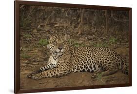 Jaguar Chilling along River-Joe McDonald-Framed Photographic Print