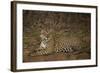 Jaguar Chilling along River-Joe McDonald-Framed Photographic Print