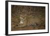 Jaguar Chilling along River-Joe McDonald-Framed Photographic Print