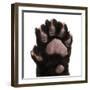 Jaguar Cub, 2 Months Old, Panthera Onca, close up against White Background-Life on White-Framed Premium Photographic Print