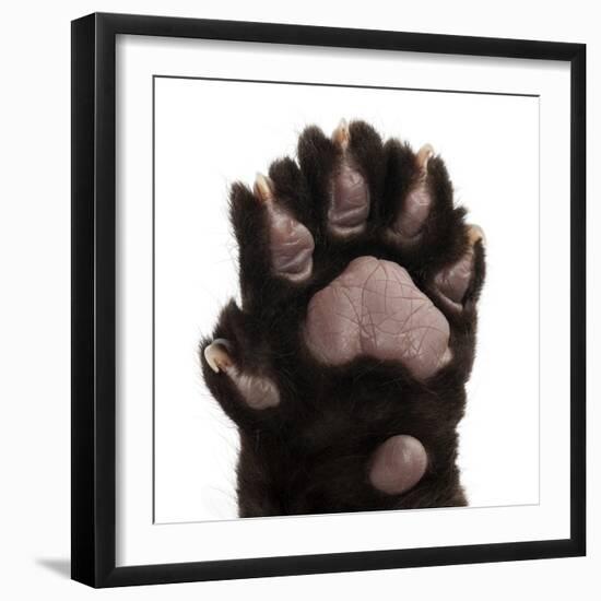 Jaguar Cub, 2 Months Old, Panthera Onca, close up against White Background-Life on White-Framed Premium Photographic Print