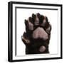 Jaguar Cub, 2 Months Old, Panthera Onca, close up against White Background-Life on White-Framed Premium Photographic Print