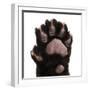 Jaguar Cub, 2 Months Old, Panthera Onca, close up against White Background-Life on White-Framed Premium Photographic Print