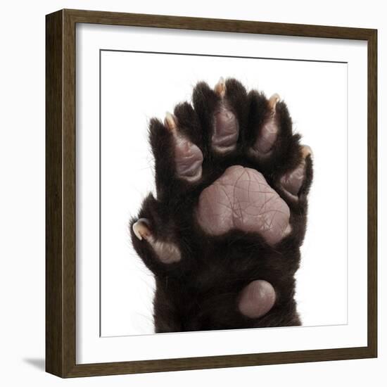 Jaguar Cub, 2 Months Old, Panthera Onca, close up against White Background-Life on White-Framed Photographic Print