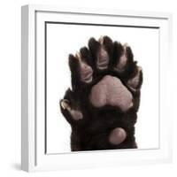 Jaguar Cub, 2 Months Old, Panthera Onca, close up against White Background-Life on White-Framed Photographic Print