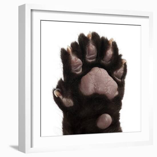 Jaguar Cub, 2 Months Old, Panthera Onca, close up against White Background-Life on White-Framed Photographic Print