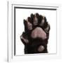 Jaguar Cub, 2 Months Old, Panthera Onca, close up against White Background-Life on White-Framed Photographic Print