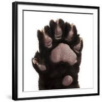 Jaguar Cub, 2 Months Old, Panthera Onca, close up against White Background-Life on White-Framed Photographic Print