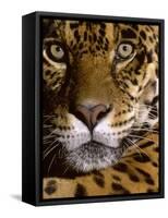 Jaguar Face (Panthera Onca), Amazon Basin, Peru-Andres Morya Hinojosa-Framed Stretched Canvas