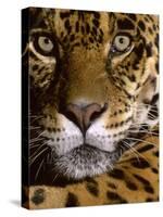 Jaguar Face (Panthera Onca), Amazon Basin, Peru-Andres Morya Hinojosa-Stretched Canvas