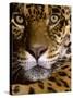 Jaguar Face (Panthera Onca), Amazon Basin, Peru-Andres Morya Hinojosa-Stretched Canvas