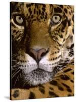 Jaguar Face (Panthera Onca), Amazon Basin, Peru-Andres Morya Hinojosa-Stretched Canvas