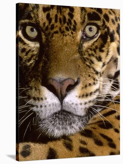 Jaguar Face (Panthera Onca), Amazon Basin, Peru-Andres Morya Hinojosa-Stretched Canvas