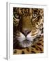 Jaguar Face (Panthera Onca), Amazon Basin, Peru-Andres Morya Hinojosa-Framed Premium Photographic Print