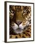 Jaguar Face (Panthera Onca), Amazon Basin, Peru-Andres Morya Hinojosa-Framed Premium Photographic Print