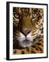 Jaguar Face (Panthera Onca), Amazon Basin, Peru-Andres Morya Hinojosa-Framed Premium Photographic Print