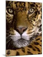 Jaguar Face (Panthera Onca), Amazon Basin, Peru-Andres Morya Hinojosa-Mounted Premium Photographic Print