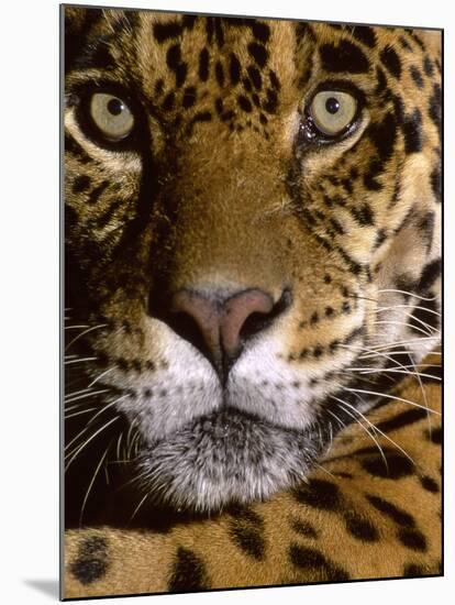 Jaguar Face (Panthera Onca), Amazon Basin, Peru-Andres Morya Hinojosa-Mounted Premium Photographic Print