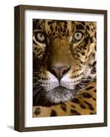 Jaguar Face (Panthera Onca), Amazon Basin, Peru-Andres Morya Hinojosa-Framed Photographic Print