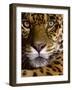 Jaguar Face (Panthera Onca), Amazon Basin, Peru-Andres Morya Hinojosa-Framed Photographic Print