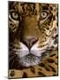 Jaguar Face (Panthera Onca), Amazon Basin, Peru-Andres Morya Hinojosa-Mounted Photographic Print