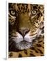 Jaguar Face (Panthera Onca), Amazon Basin, Peru-Andres Morya Hinojosa-Framed Photographic Print