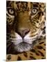 Jaguar Face (Panthera Onca), Amazon Basin, Peru-Andres Morya Hinojosa-Mounted Photographic Print