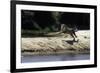 Jaguar female chasing after a caiman, Mato Grosso, Brazil-Nick Garbutt-Framed Photographic Print
