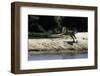 Jaguar female chasing after a caiman, Mato Grosso, Brazil-Nick Garbutt-Framed Photographic Print