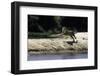 Jaguar female chasing after a caiman, Mato Grosso, Brazil-Nick Garbutt-Framed Photographic Print