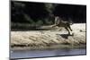 Jaguar female chasing after a caiman, Mato Grosso, Brazil-Nick Garbutt-Mounted Photographic Print