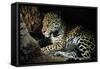 Jaguar Female, with 2 Day Old Cub in Forest Floor-null-Framed Stretched Canvas