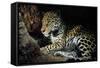 Jaguar Female, with 2 Day Old Cub in Forest Floor-null-Framed Stretched Canvas