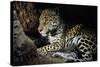 Jaguar Female, with 2 Day Old Cub in Forest Floor-null-Stretched Canvas