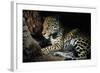 Jaguar Female, with 2 Day Old Cub in Forest Floor-null-Framed Photographic Print