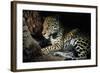 Jaguar Female, with 2 Day Old Cub in Forest Floor-null-Framed Photographic Print