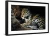 Jaguar Female, with 2 Day Old Cub in Forest Floor-null-Framed Photographic Print