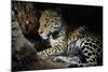 Jaguar Female, with 2 Day Old Cub in Forest Floor-null-Mounted Photographic Print