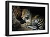 Jaguar Female, with 2 Day Old Cub in Forest Floor-null-Framed Photographic Print