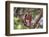 Jaguar female yawning, Caiman Lodge, Pantanal, Brazil-Nick Garbutt-Framed Photographic Print