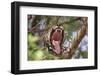 Jaguar female yawning, Caiman Lodge, Pantanal, Brazil-Nick Garbutt-Framed Photographic Print