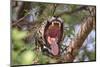 Jaguar female yawning, Caiman Lodge, Pantanal, Brazil-Nick Garbutt-Mounted Photographic Print