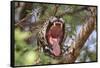 Jaguar female yawning, Caiman Lodge, Pantanal, Brazil-Nick Garbutt-Framed Stretched Canvas
