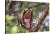 Jaguar female yawning, Caiman Lodge, Pantanal, Brazil-Nick Garbutt-Stretched Canvas