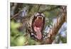 Jaguar female yawning, Caiman Lodge, Pantanal, Brazil-Nick Garbutt-Framed Photographic Print