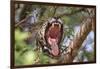 Jaguar female yawning, Caiman Lodge, Pantanal, Brazil-Nick Garbutt-Framed Photographic Print