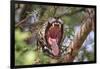 Jaguar female yawning, Caiman Lodge, Pantanal, Brazil-Nick Garbutt-Framed Photographic Print